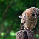 063_B24.1203-African-Wood-Owl-owlet-Strix-woodfordii