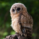 064_B24.1224-African-Wood-Owl-owlet-Strix-woodfordii