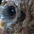 068_B24.1310-African-Wood-Owl-owleteye-+-reflection-close-up-Strix-woodfordii