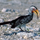 070_B29H.23-Southern-Yellow-billed-Hornbill-Tockus-leucomelus