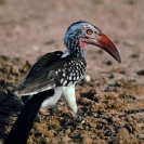 072_B29H.88-Red-billed-Hornbill-Tockus-erythrorhynchus