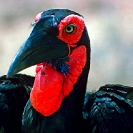 073_B29H.79-Ground-Hornbill-female