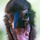 074_B29H.8310V-Southern-Ground-Hornbill-fledgling-Bucorvus-leadbeateri