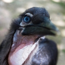 076_B29H.8337V-Southern-Ground-Hornbill-fledgling-Bucorvus-leadbeateri