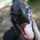 077_B29H.8353V-Southern-Ground-Hornbill-fledgling-Bucorvus-leadbeateri