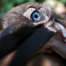 078_B29H.8403V-Southern-Ground-Hornbill-fledgling-eye