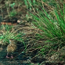 079_B32.4-Nyika-Rufous-naped-Lark