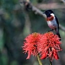 080_B37.10-Stonechat-Male