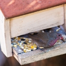 081_B46.3845-Brown-Firefinch-male