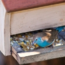 082_B46.3881-African-Blue-Waxbill