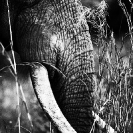 005_ME.1006VBWA-African-Elephant-Bull-close-up-Luangwa-Valley-Zambia