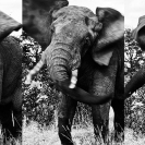 011_ME.093537VBW-Triptych-Elephant-Bull-Luangwa-Valley-Zambia-