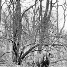 014_MR.BW.044-30AV-EXTINCT-Luangwa-Valley-Black-Rhino-Zambia