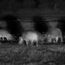 018_MH.1181BW-Night-Giants-Luangwa-Valley-Zambia