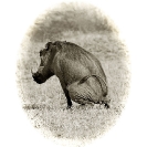 019_MPiW.BW.054-25A-'Victorian'-Warthog-Luangwa-Valley-Zambia