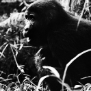 021_MApG.05BWA-Highland-Mountain-Gorilla-Bwindi-Uganda