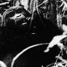 022_MApG.06BW-Highland-Mountain-Gorilla-Bwindi-Uganda