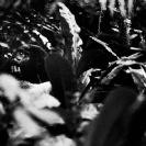 023_MApG.13BW-Highland-Mountain-Gorilla-Bwindi-Uganda