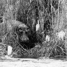 028_MH_4150BW_Hippo-Zambezi-River