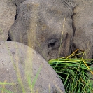 003_ME.604-African-Elephant-abstract-Luangwa-Valley-Zambia