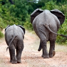 004_ME.0904-African-Elephants-walking-rear-view-Luangwa-Valley-Zambia