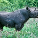 013_MR.503-EXTINCT-Luangwa-Valley-Black-Rhino-[with-fight-wounds]-Zambia