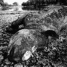 014_MR.BW.042-25A-EXTINCT-Luangwa-Valley-Black-Rhino-Zambia