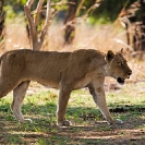 018_ML.1129-African-Lioness-Walking-Luangwa-Valley-Zambia