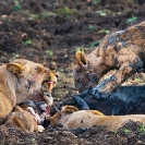 019_ML.11088-Lioness-&-cub-at-kill-Luangwa-Valley-Zambia