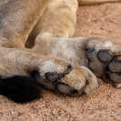 021_ML.0731-African-Lion-Male-rear-paws-&-tail-Luangwa-Valley-Zambia