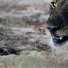 023_ML.0737-African-Lion-Female-Eyes-Luangwa-Valley-Zambia