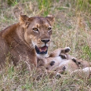 026_ML.1077-Lioness-&-newborn-cubs-Luangwa-Valley-Zambia