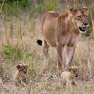 028_ML.1102-Lioness-&-newborn-cubs-Luangwa-Valley-Zambia