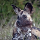 031_MDW.0875A-Wild-Dog-Lycaon-pictus-Luangwa-Valley-Zambia