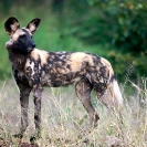 032_MDW.0880-Wild-Dog-Lycaon-pictus-Luangwa-Valley-Zambia