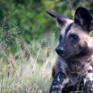 033_MDW.0885A-Wild-Dog-Lycaon-pictus-Luangwa-Valley-Zambia