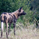 034_MDW.0888-Wild-Dog-Lycaon-pictus-Luangwa-Valley-Zambia-