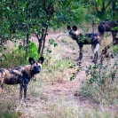 035_MDW.0890-Wild-Dog-Group-Lycaon-pictus-Luangwa-Valley-Zambia-