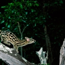 036_MMG.06-Large-Spotted-Genet-hunting-Genetta-tigrina-N-Zambia