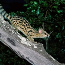 037_MMG.13-Large-Spotted-Genet-hunting-Genetta-tigrina-N-Zambia