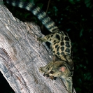 038_MMG.19VA-Large-Spotted-Genet-with-prey-Genetta-tigrina-N-Zambia