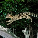 039_MMG.22-Large-Spotted-Genet-hunting-Genetta-tigrina-N-Zambia