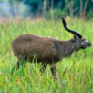 040_MASi.01-Sitatunga-male-N-Zambia