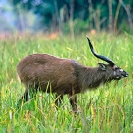 041_MASi.02-Sitatunga-male-N-Zambia