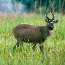 042_MASi.04-Sitatunga-male-N-Zambia