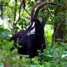 043_MAS.6178VA-Sable-Antelope-Bull-N-Zambia