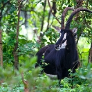 044_MAS.6180A-Sable-Antelope-Bull-N-Zambia