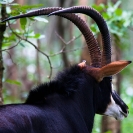 045_MAS.6186A-Sable-Antelope-Bull-horns-N-Zambia