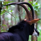 045_MAS.6186A-Sable-Antelope-Bull-horns-N-Zambia