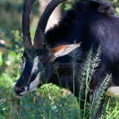 046_MAS.8272VA-Sable-Antelope-Bull-close-up-N-Zambia